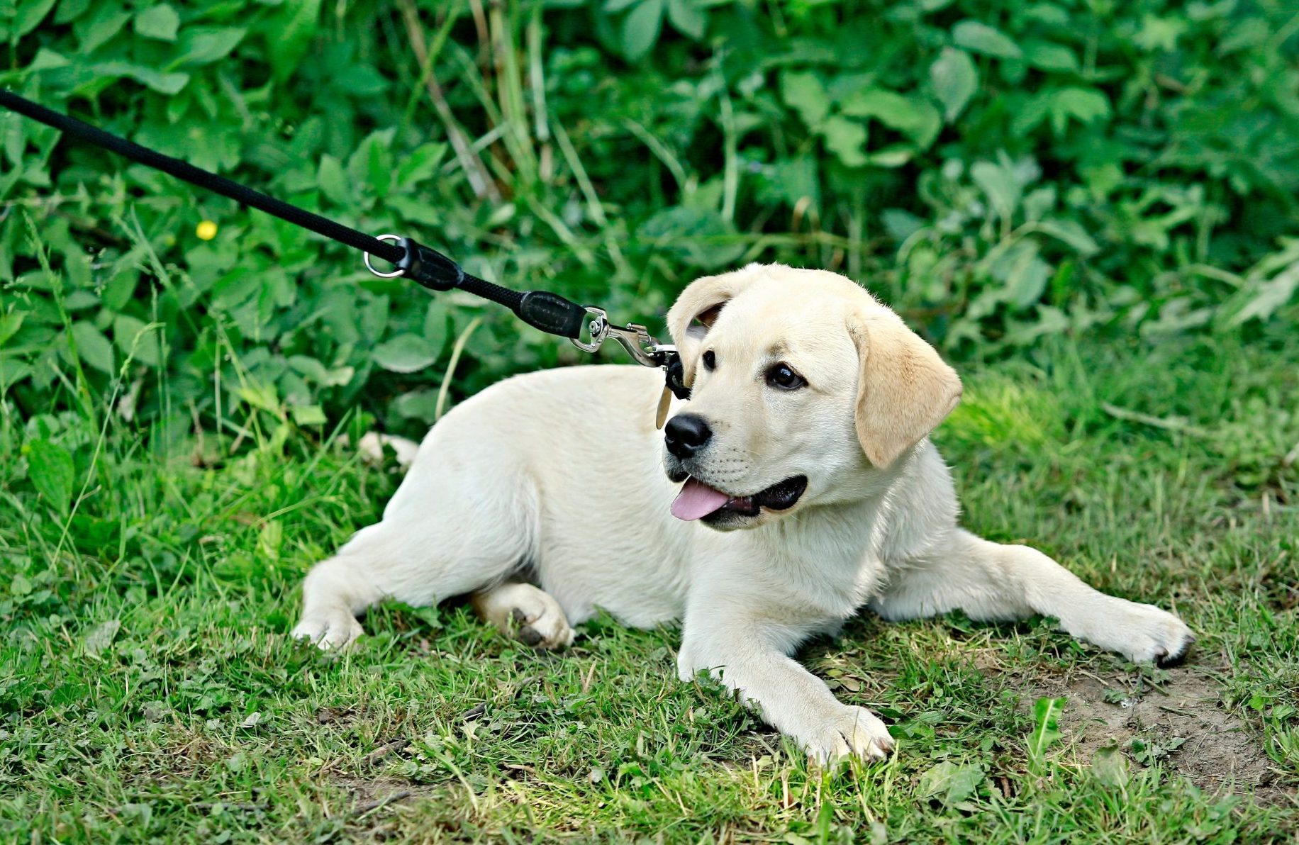 Choosing the Right Collar and Leash for Your Pup