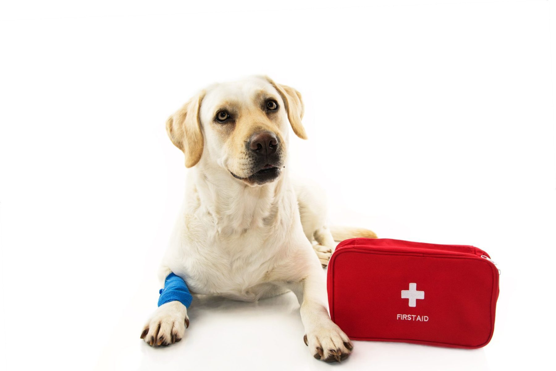 First Aid for Your Puppy
