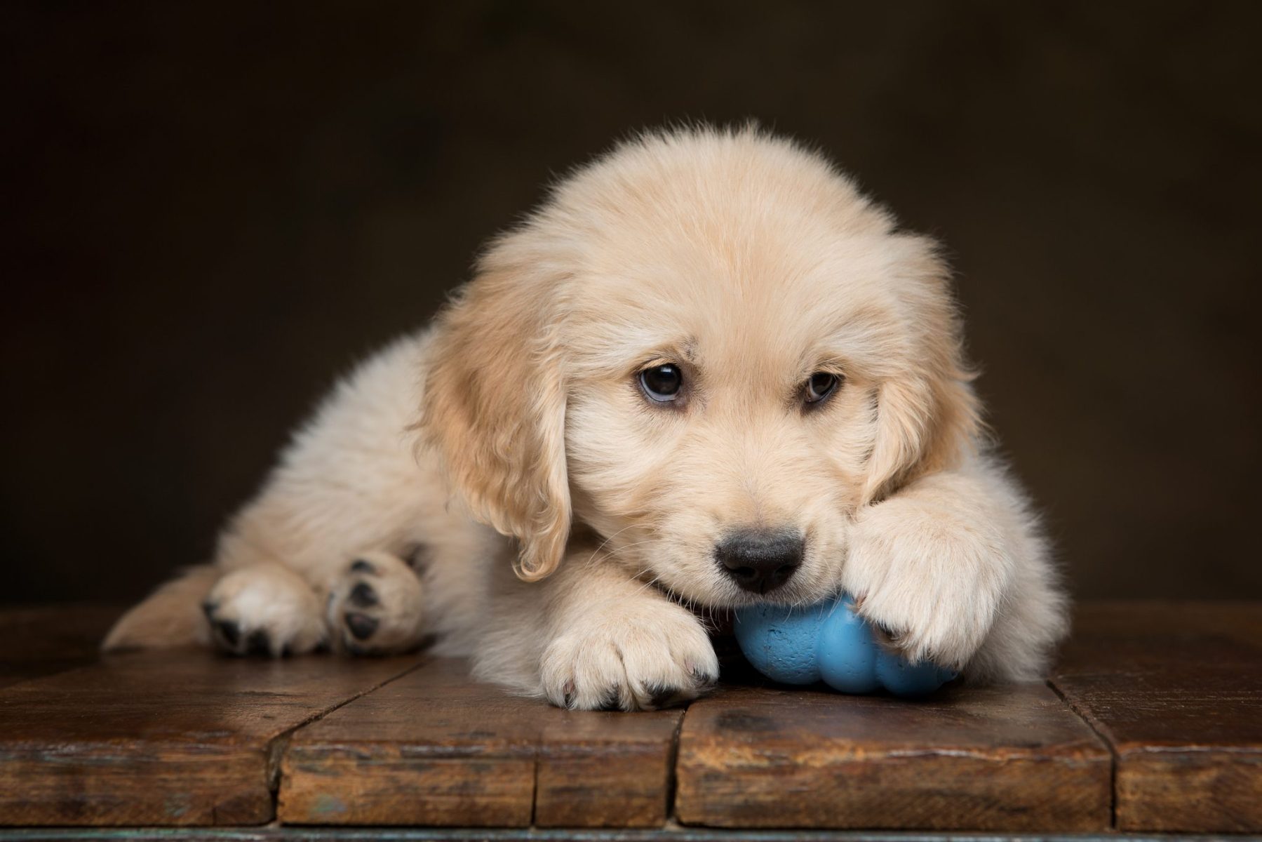Choosing the Best Chew Toy for Your Puppy