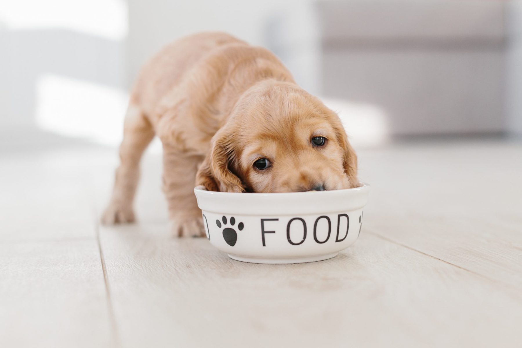 Choosing the Right Food for Your Pup