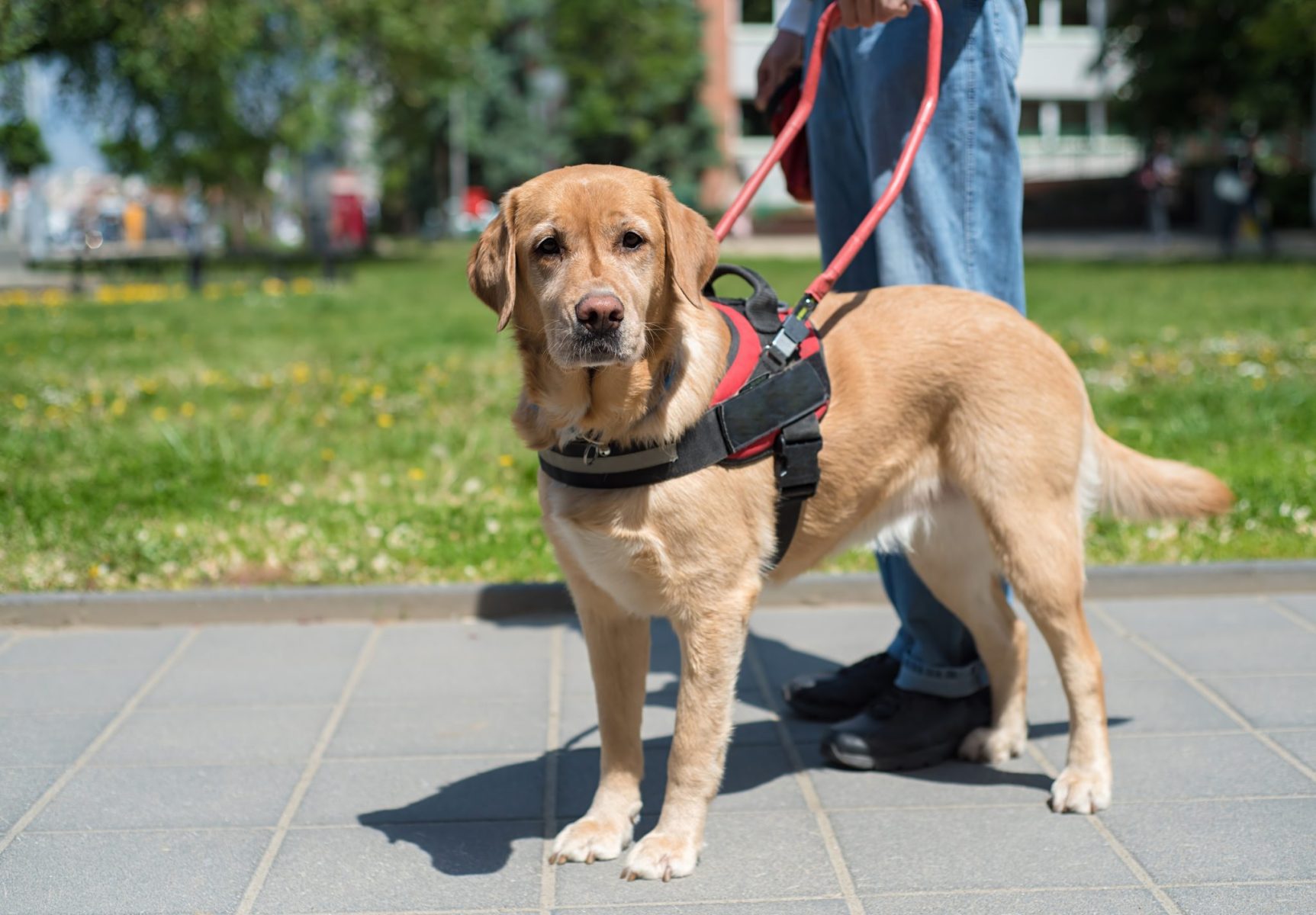 Know the Difference Between Therapy and Service Dogs