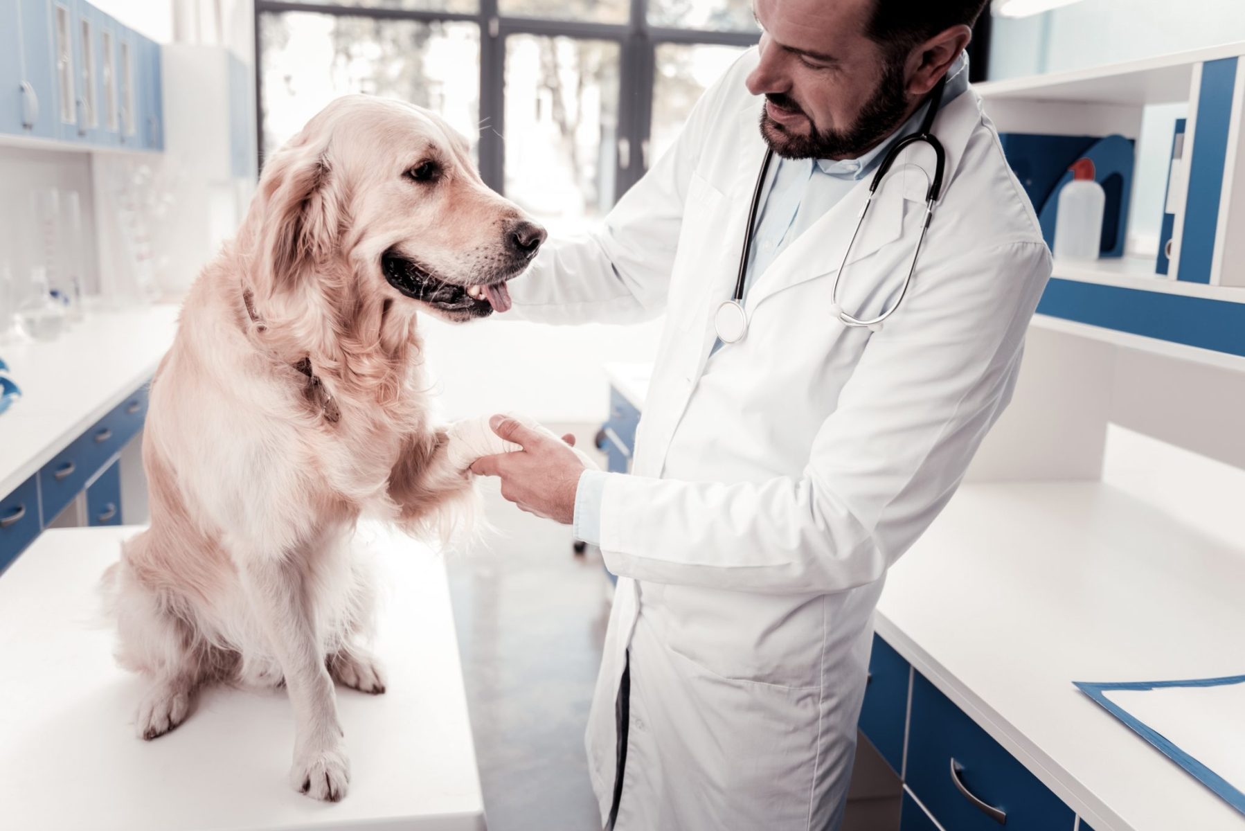 How to Find A Good Vet for Your Pup