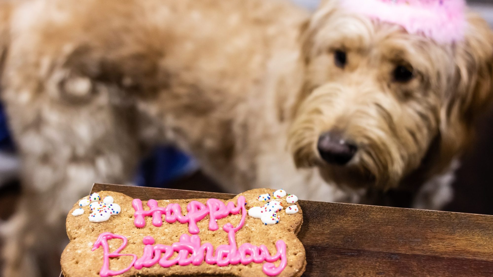 5 Special Ways to Celebrate Your Pup’s Birthday