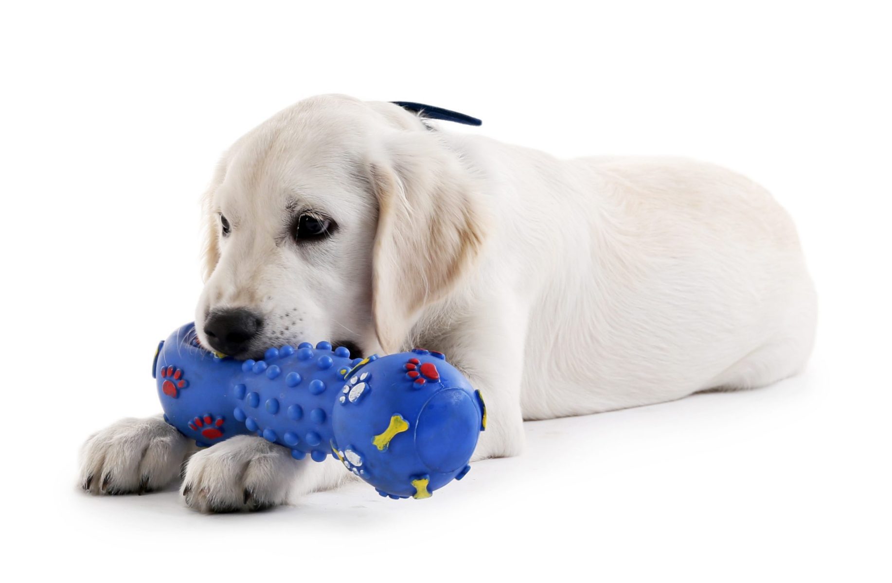 When Can a Puppy Start Using Chew Toys? 