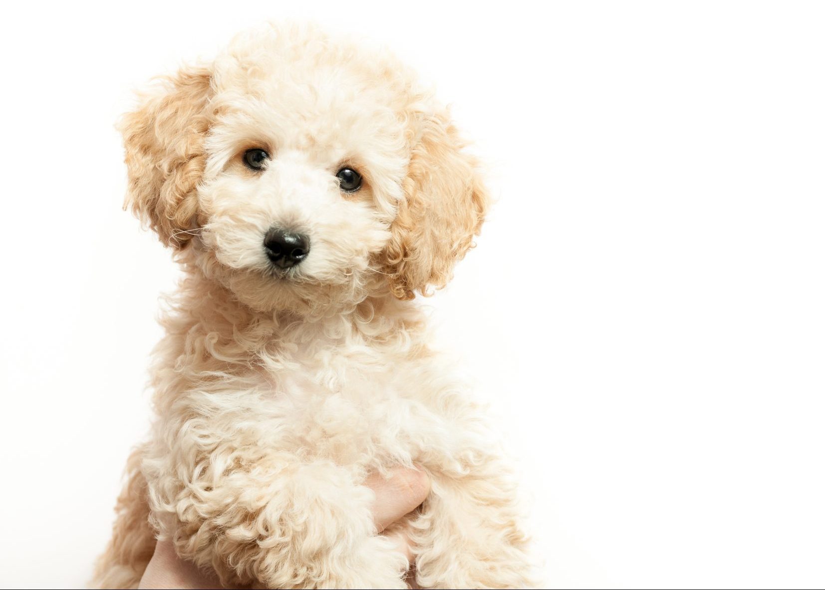 Preparing Your Home and Family for a New Puppy 