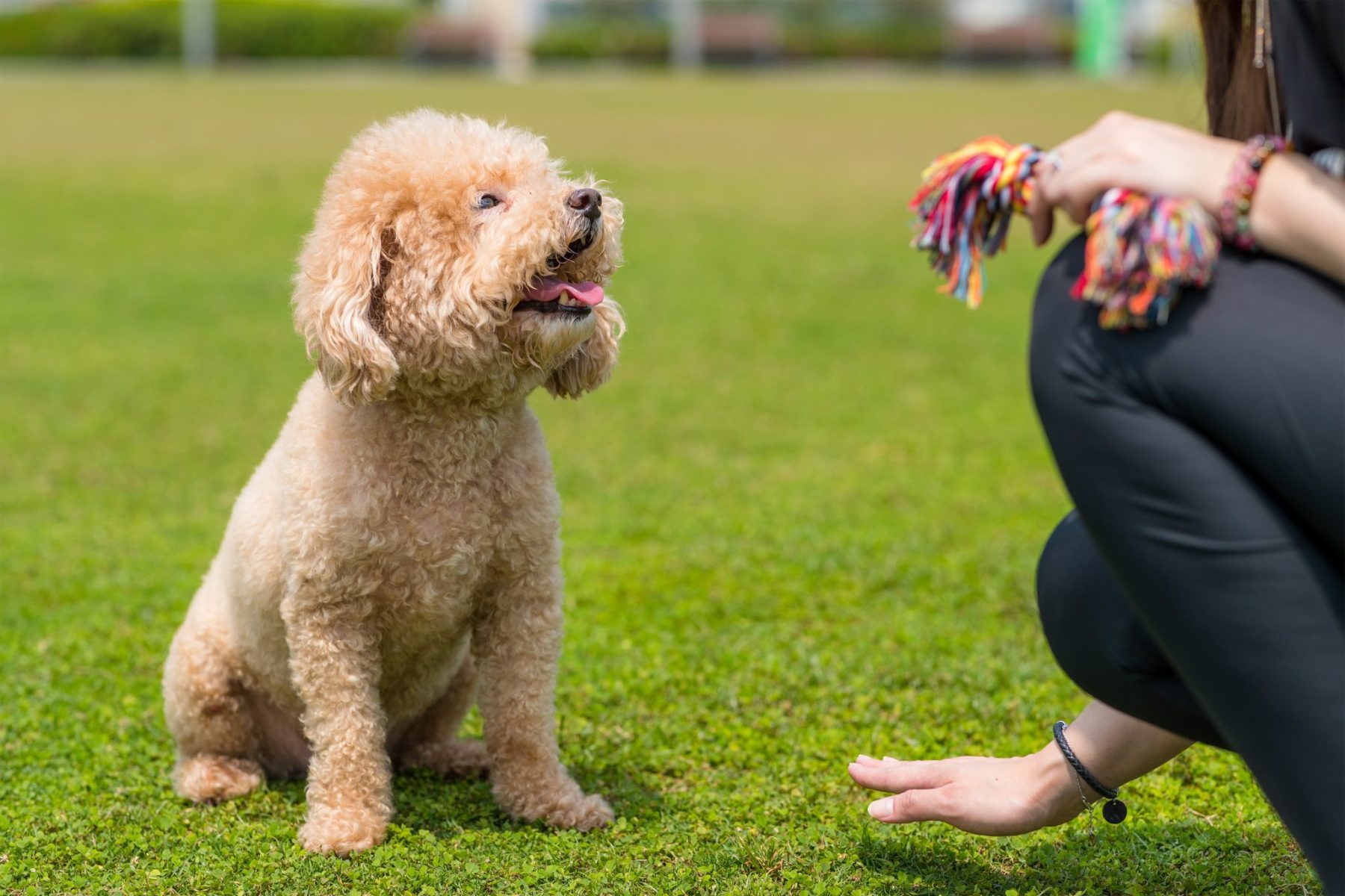 Five Basic Puppy Training Commands to Learn 