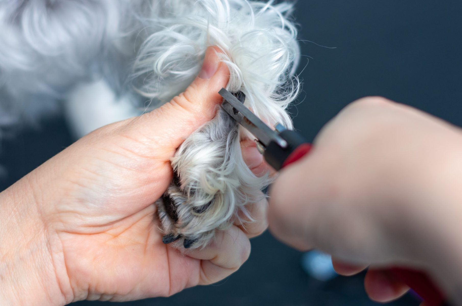 How to Safely Trim Your Dog’s Nails 