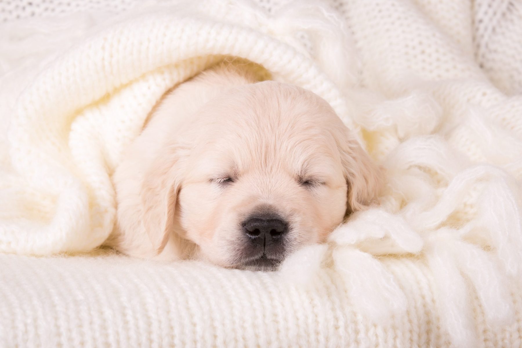5 Reasons to Choose Luxury Boarding Services for Your Puppy 