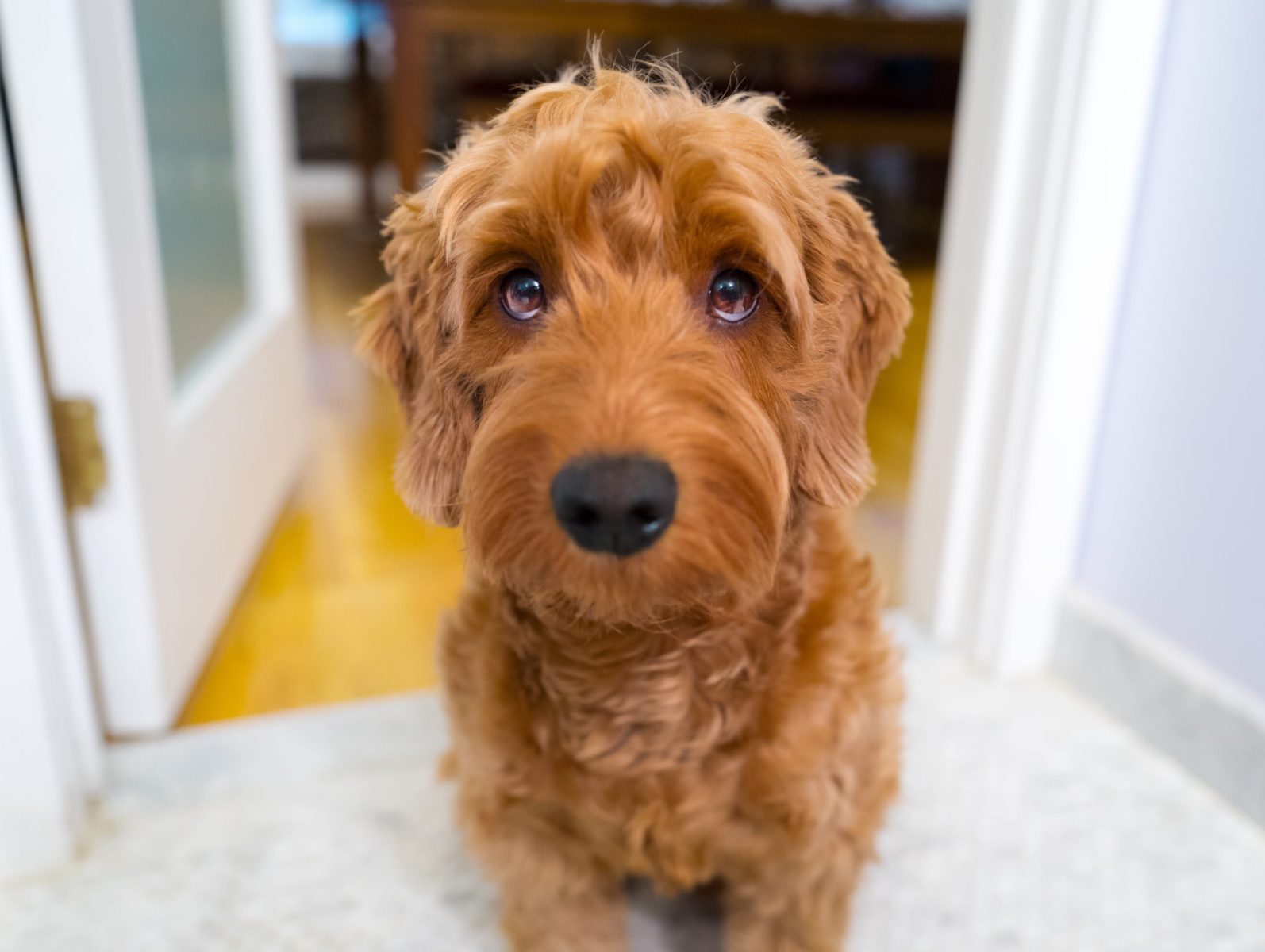 Signs Your Puppy Might Have Anxiety 
