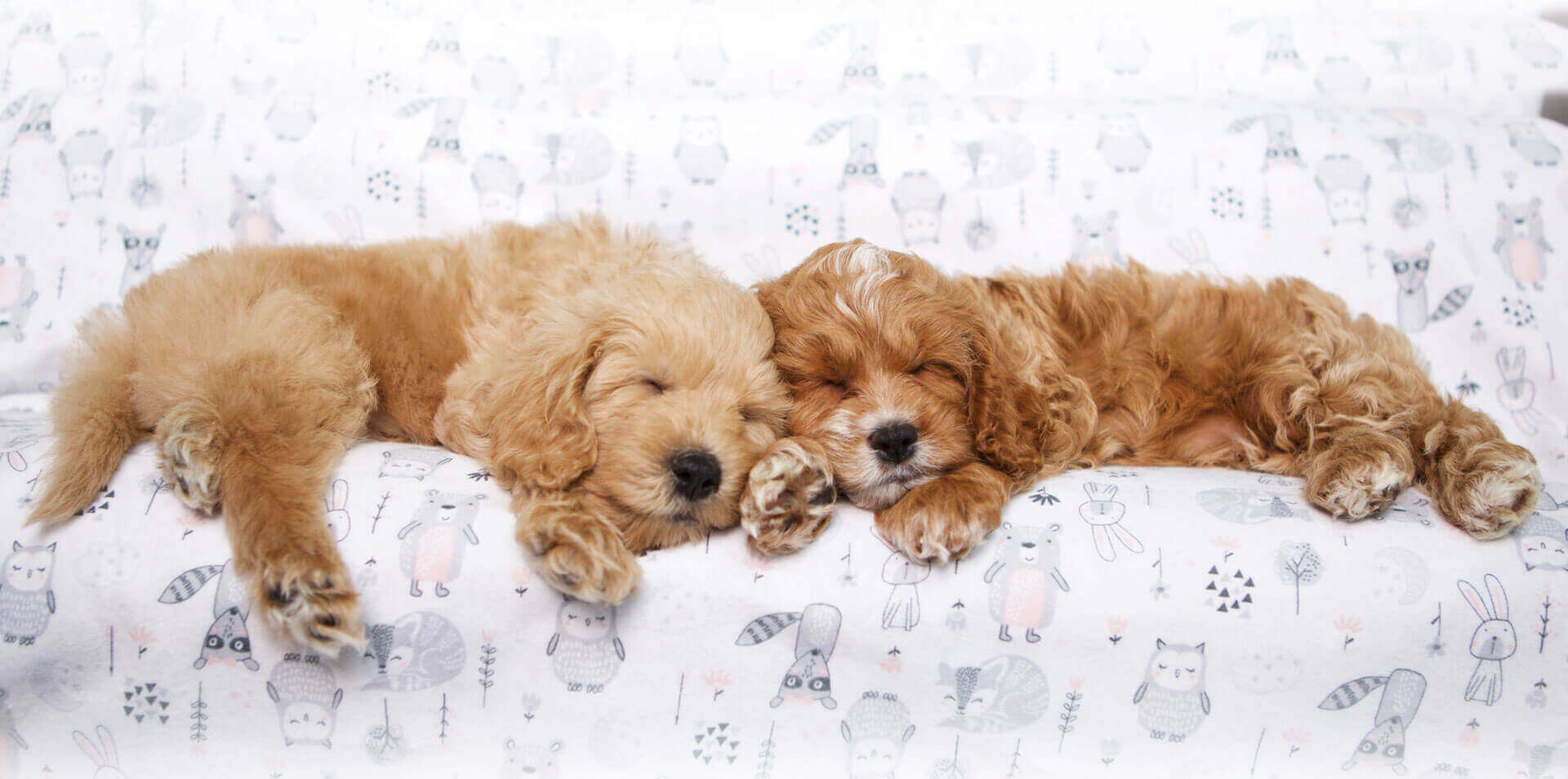 Lincoln Park Dog Boarding Happy Pup Manor Dog Boarding Lincoln Park