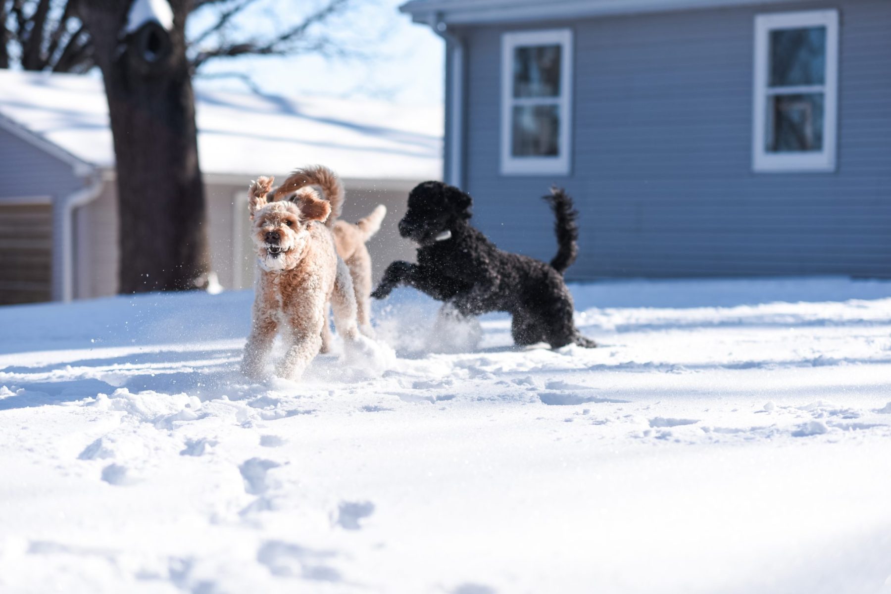 How to Keep Your Dog Active During Winter