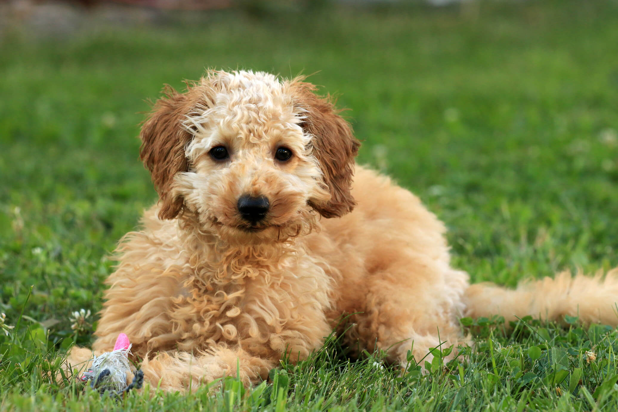 Why Is Puppy Socialization So Important? 