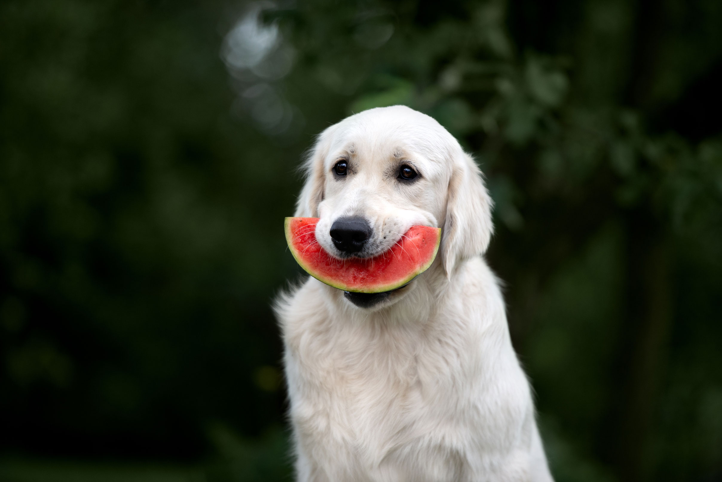 Summer Foods That Are Safe For Dogs