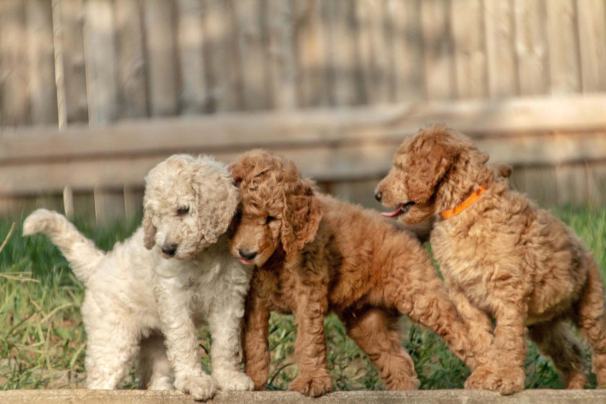 How Dog Boarding Can Help Your Pup Thrive