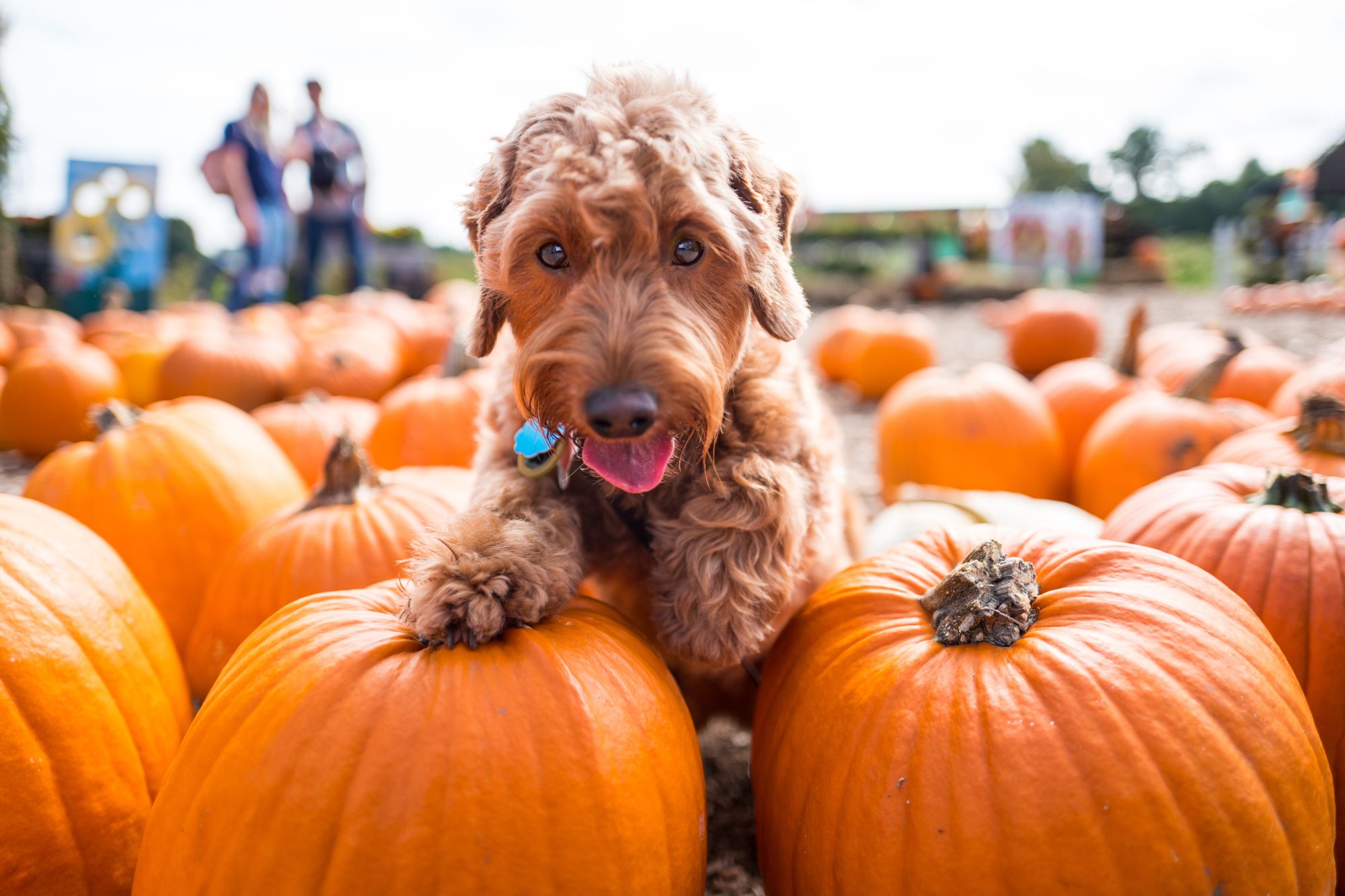 13 Activities to Do with Your Dog This Fall