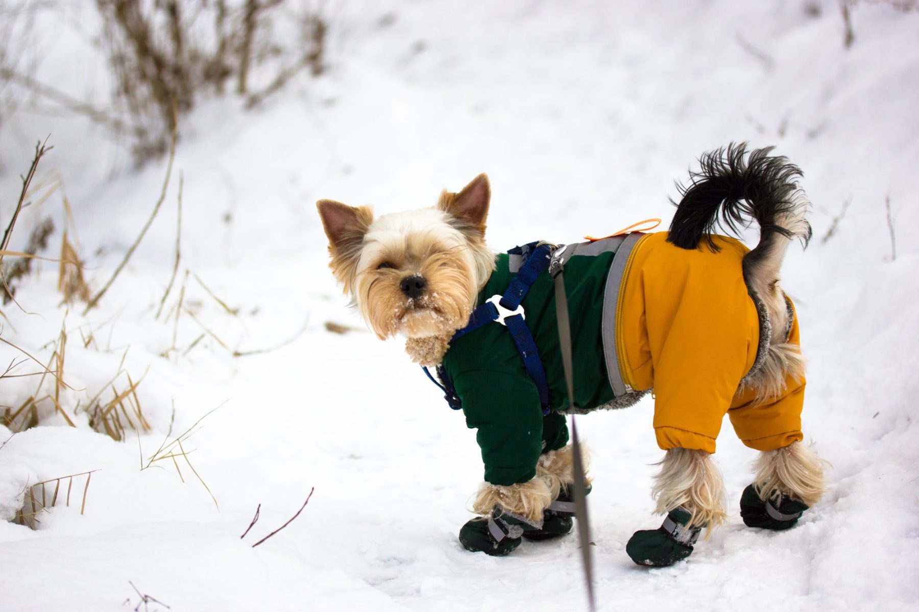How to Prepare Your Dog for Winter