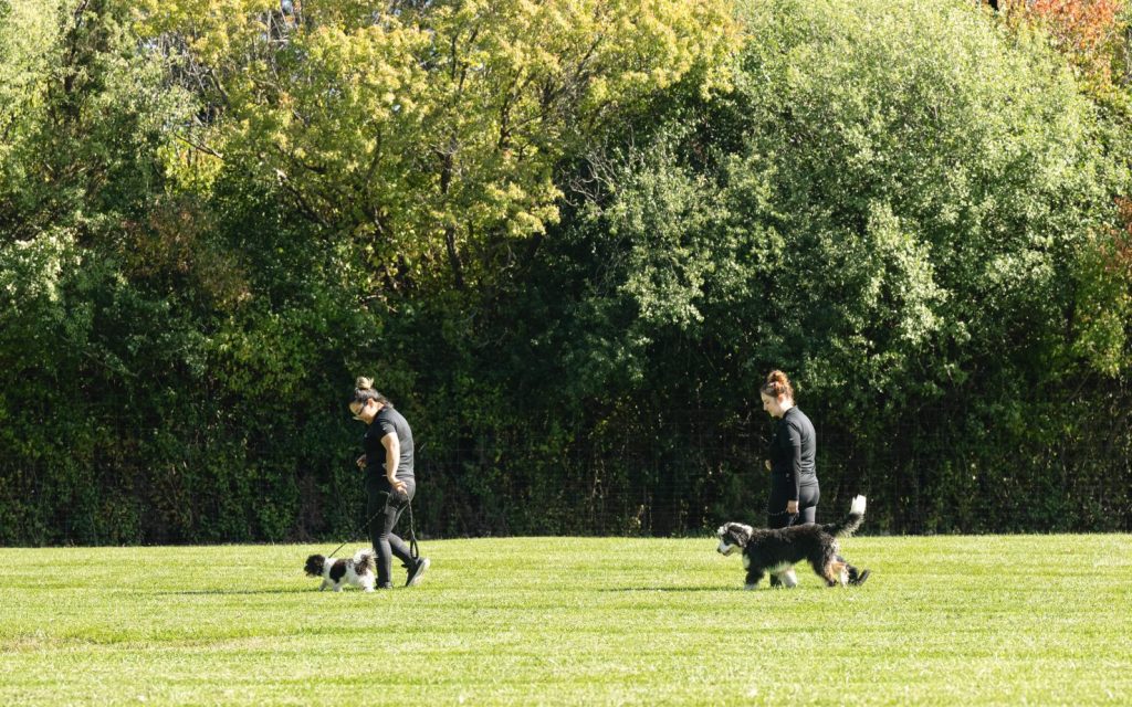 Dogs being walked in grassy yard, to represent dog trainers near Barrington.
