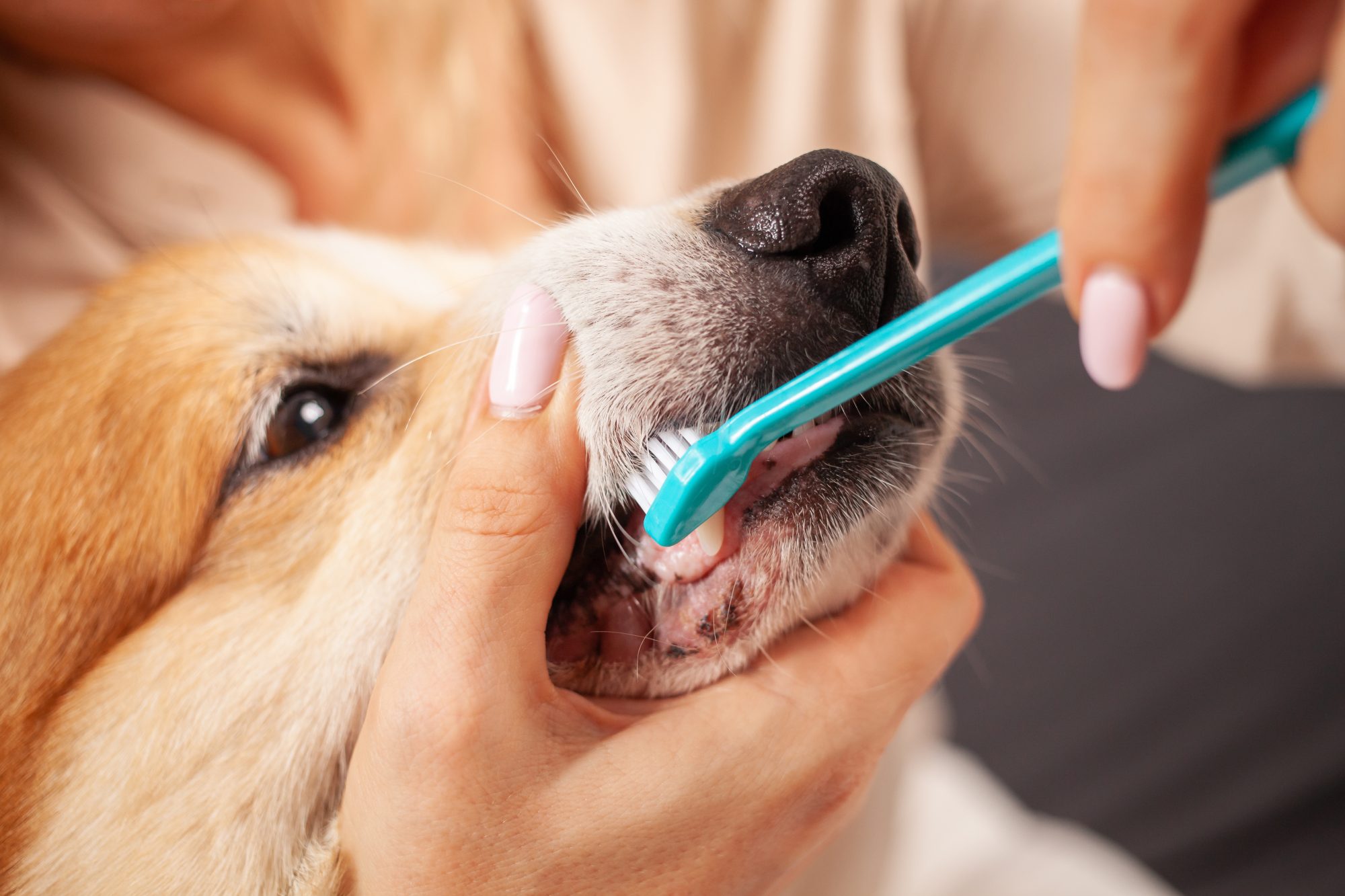 How Can I Keep My Dog’s Teeth Clean?