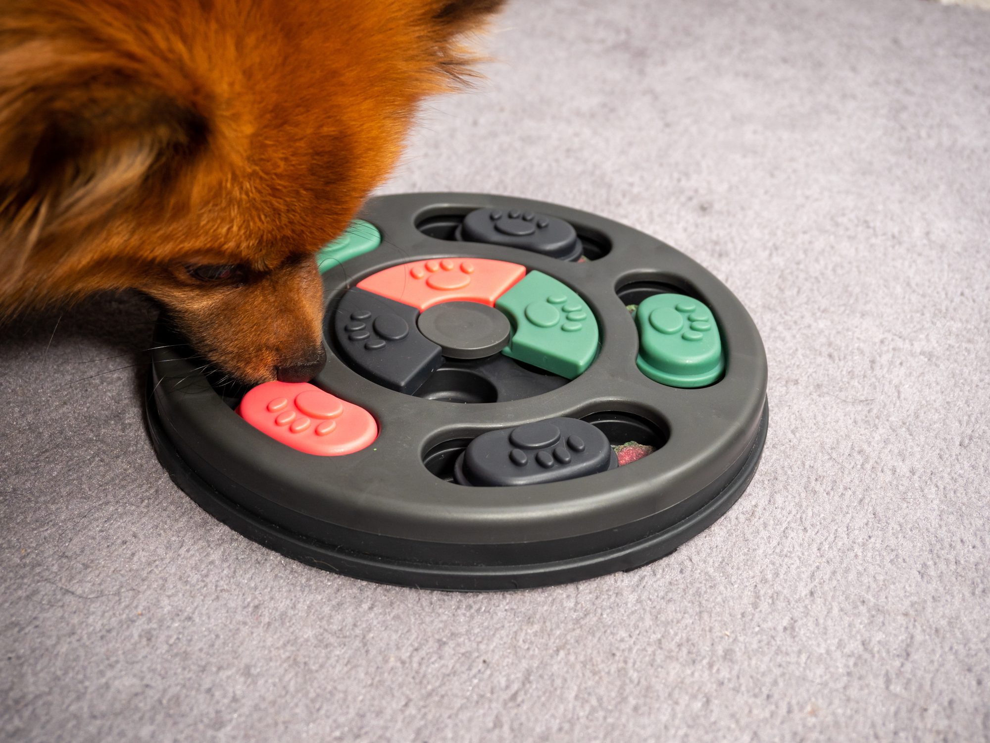 Can Games Stimulate Your Dog’s Brain?