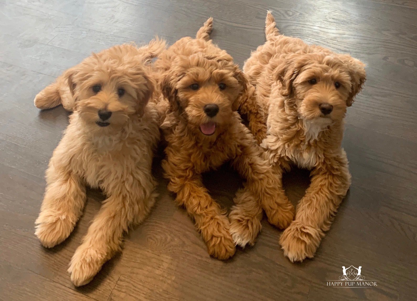 Goldendoodle Acres: The Choice for Goldendoodle Lovers