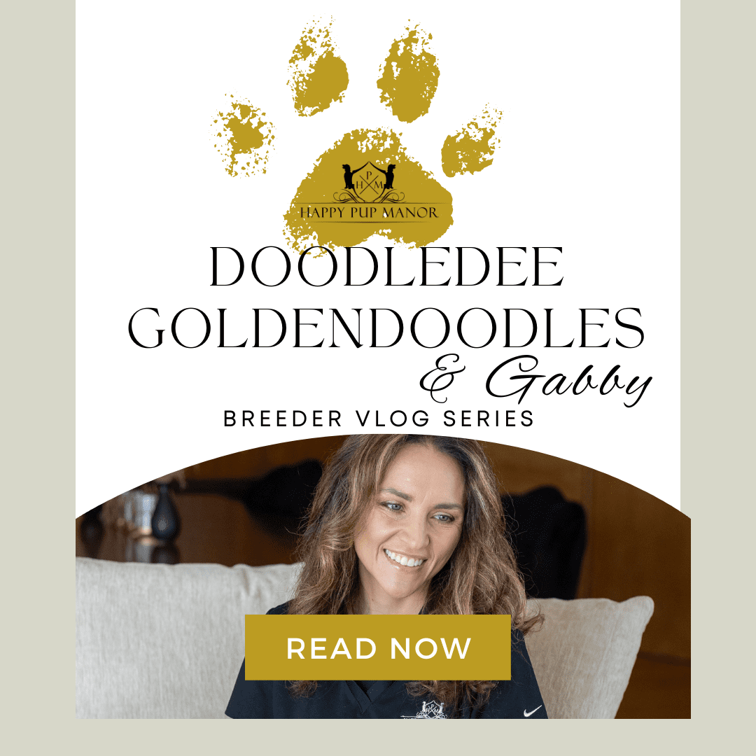 VLOG: Inside DoodleDee Goldendoodles & More: A Doodle Breeder Spotlight