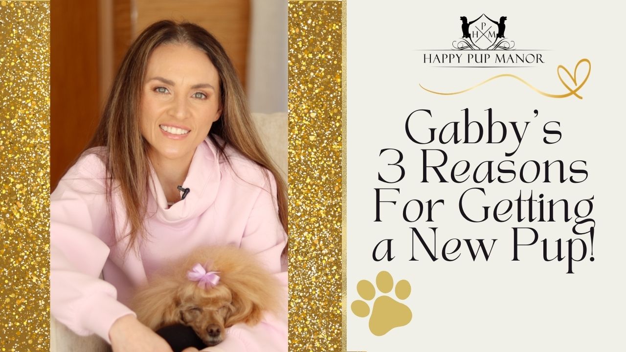 3 Reasons For Getting a New Pup!