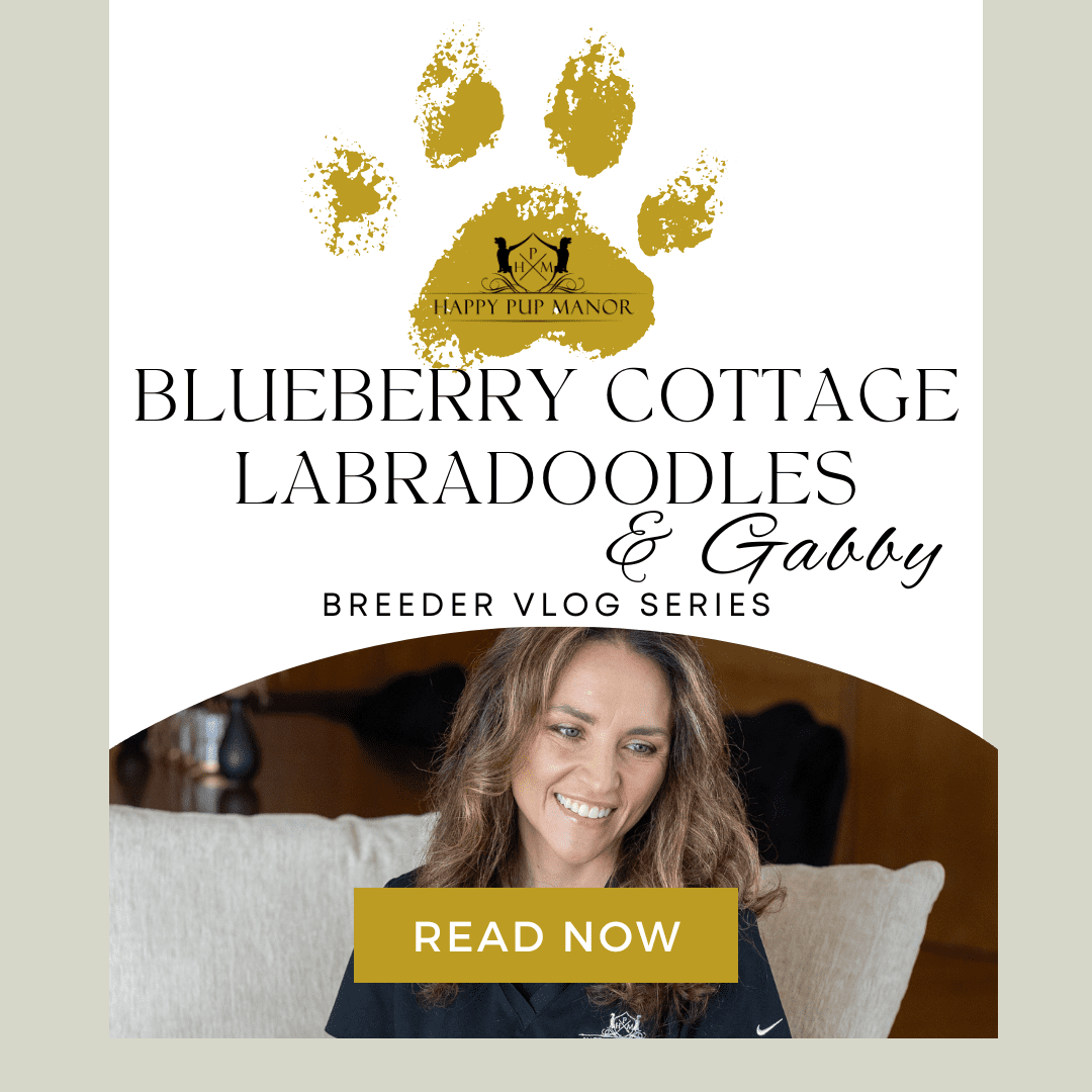 VLOG: Unveiling Blueberry Cottage Labradoodles: Nurturing Therapy Pups and More!