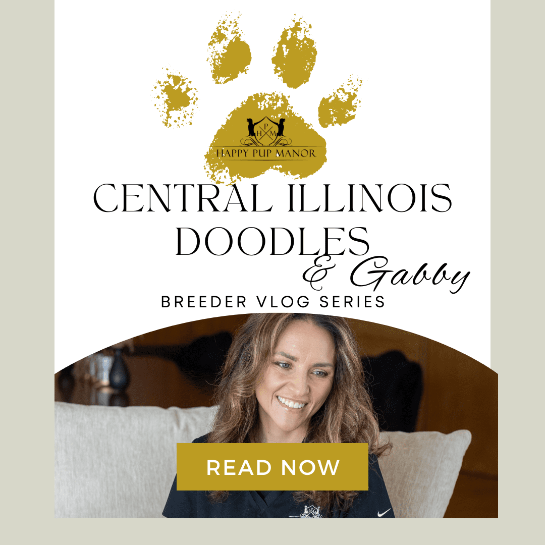 VLOG: Family, Socialization, and Doodles: A Chat with Central Illinois Doodles