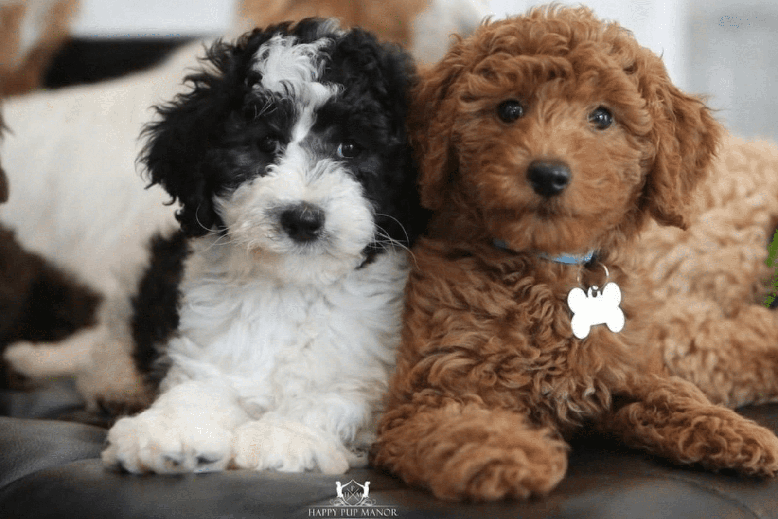 Tips For Your First Week with Your New Doodle Puppy